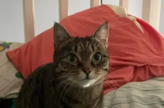 Animaux perdus Paray-Vieille-Poste, photo: Chat européen tigré perdu
