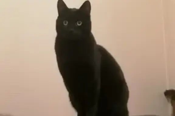 Animaux perdus Garges-lès-Gonesse, photo: Chat noir Diablo, 2 ans, craintif, disparu à Garges-lès-Gonesse.