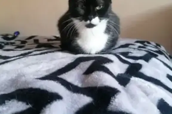 Animaux perdus Garges-lès-Gonesse, photo: Chat disparu : Kitty, 5 ans, Garges-lès-Gonesse