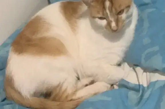 Chat mâle blanc tacheté orange disparu