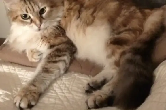 Animaux perdus Bordeaux, photo: Chat perdu à Bordeaux, pelage mi-long, tigré marron, roux, blanc, ventre blanc