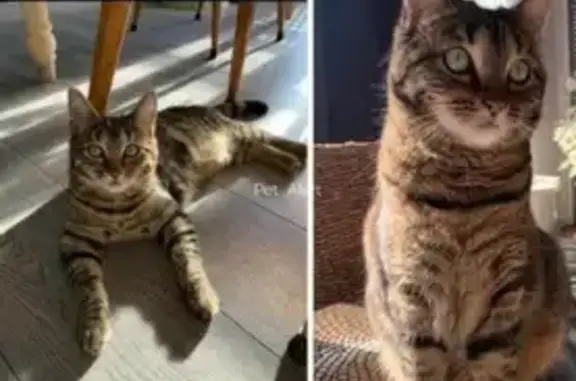 Animaux perdus Raon-l'Étape, photo: Chatte européenne perdue, Soquette, Raon-l'Étape