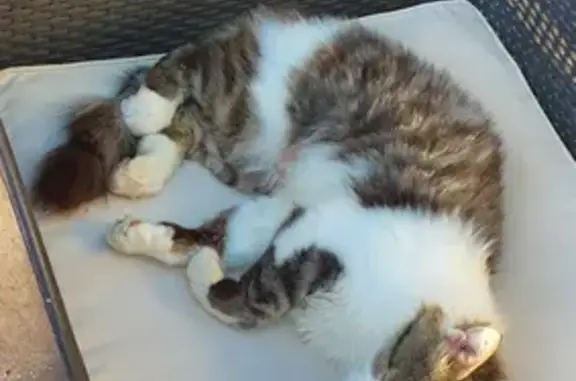 Chat perdu, Sorède, photo: Chat Ragnar disparu, Européen Mâle, pucé, tatoué, Route de Palau, Sorède