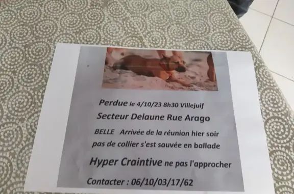 Animaux perdus Villejuif, photo: Chien disparu, croisée berger, peureuse, Villejuif