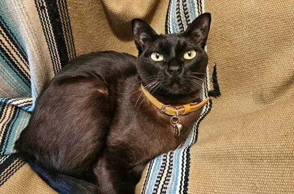 Lost Neutered Brown Burmese Cat | Microchipped | Melbourne