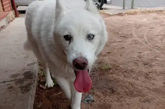 Found dog , photo: Lost Husky Found: Pure White with Mismatched Eyes