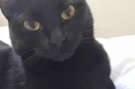 Lost Luna: Desexed black cat with collar & big orange eyes