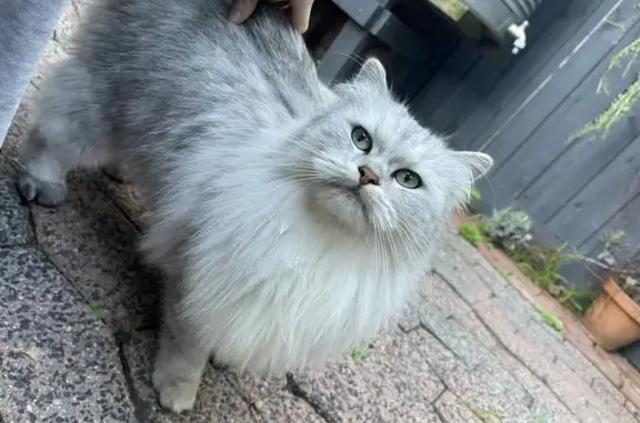 Lost Ragdoll Cat: Grey/White Female on Union St.