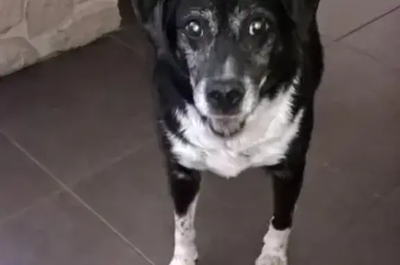 Chien perdu Somain, photo : Chien noir perdu, 14 ans, Somain