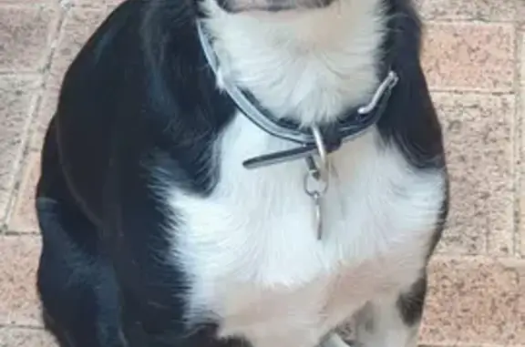 Desperate Search: Missing Anxious Border Collie Cooper
