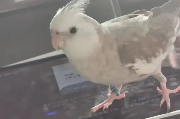 Lost Parrot: Blue Iron Ring, Gray & White Feathers