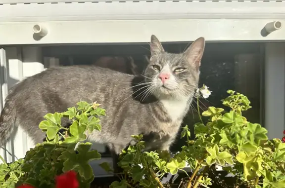 Animaux perdus Vorges-les-Pins, photo: Chat Swiny disparu, 3 mois, gros, blanc à rayures, pattes blanches, castré, pucé. Sociable et gentil. Rue des Vergers Dessous, Vorges-les-Pins.