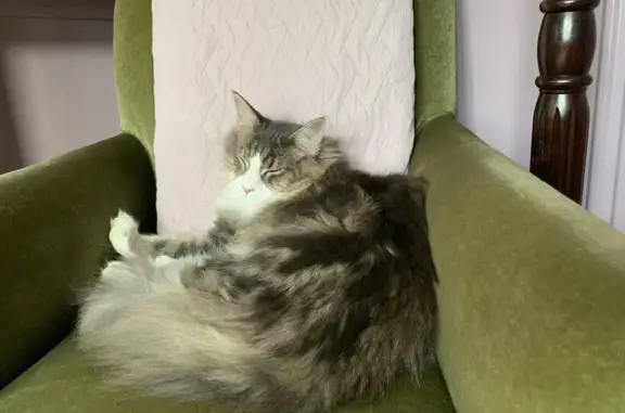 Found pets , photo: Lost Grey Fluffy Male Cat: Waterloo Road, 3