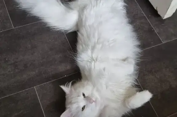 Missing Cat: Cleo, White Fluffy Girl with Pink Collar