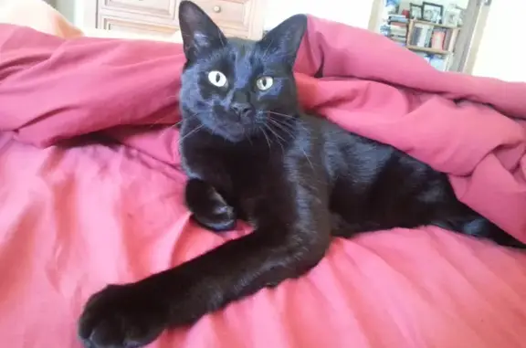 Lost: Black Male Tom Cat, Escaped on Oct 14th