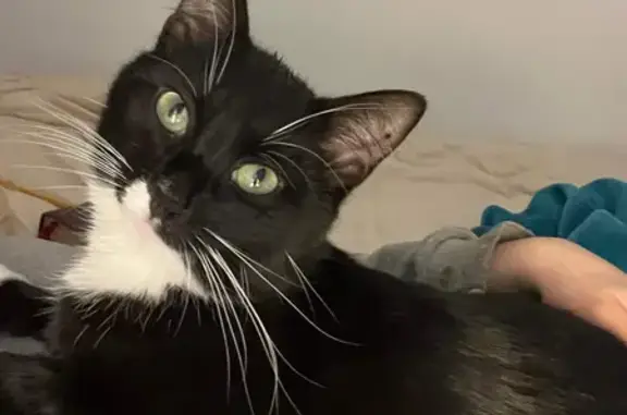 Lost Tuxedo Cat Binx: Friendly & Scared