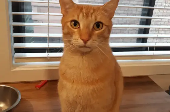 Lost Ginger Tabby Siamese: Friendly, Long-legged Male