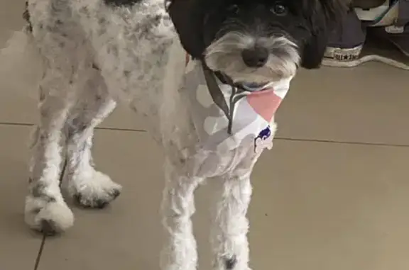 Lost Schnauzer Poodle Cross Puppy: White with Black Spots