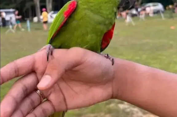 Lost Hahn's Macaw - Old Holland Road