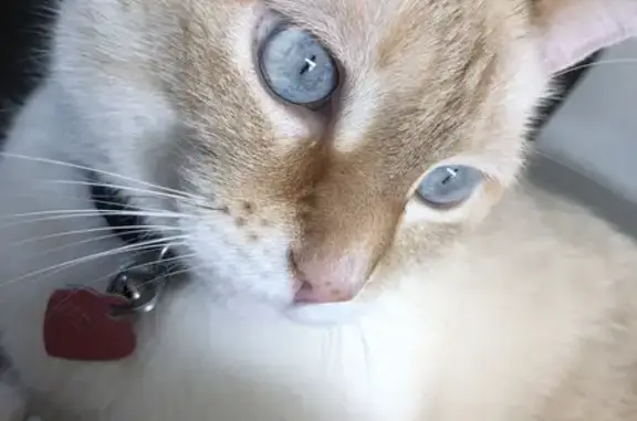 Animaux perdus Ploudalmézeau, photo: Chat disparu, collier rouge, nuit 10/10/23, Ploudalmézeau