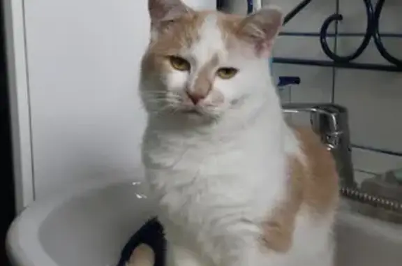 Chat perdu, Hem, photo: Chat blanc et roux clair disparu à Hem