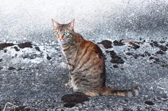 Animaux perdus Binic-Étables-sur-Mer, photo: Chat tigré disparu, craintif