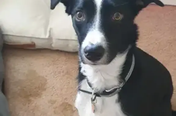 Desperate Search: Missing Timid Border Collie in Western Australia