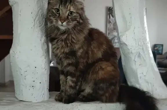 Chat perdu, Biville-sur-Mer, photo: Chatte poils longs écailles tortue disparue