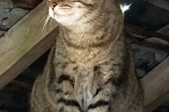 Animaux perdus Paris, photo: Chat européen disparu, 8 ans, tigré gris/noir, pucé - Paris