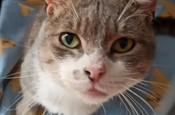 Chat trouvé malade et abandonné - photo