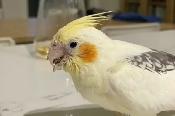 Lost Cockatiels: Rocket & Emerald - Help!