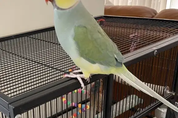 Lost Indian Ring Neck: Unique Blue-Green Bird