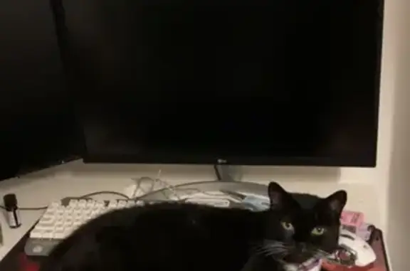 Lost: Black & White Female Cat, 11 yrs old, Metal St. 44