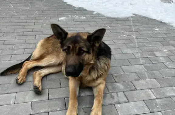 Зникла собака 'Бой', великий хлопчик, 3 роки, вул. Персенківка, 17, Львів