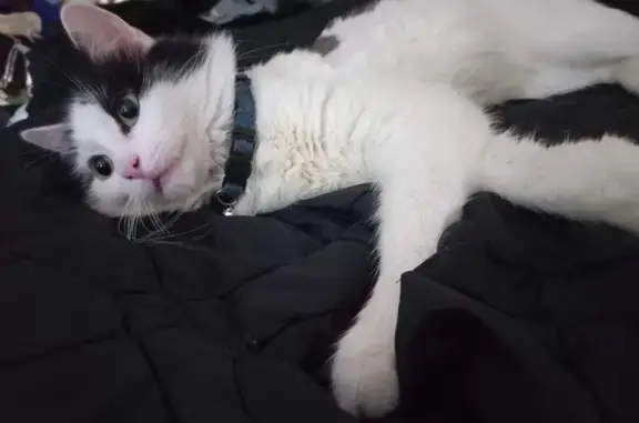 Lost: Fluffy Black & White Cat, Pea - Gosnells