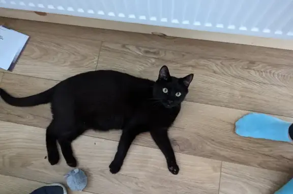 Lost Male Cat: All Black, Habershon St. 155