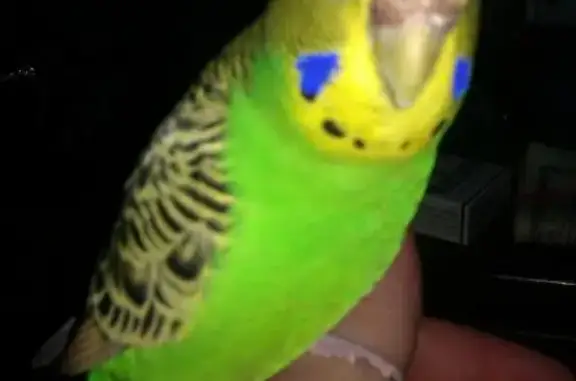 Lost Green Budgie: Shy & Vibrant | White St, Inner West