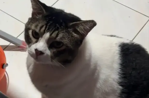 Chonky: Missing White & Black Cat - Last Seen at Taman Jurong