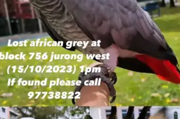 Lost African Grey Parrot: Grey Body, Red Tail | Jurong West, Singapore