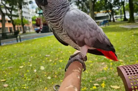 Lost African Grey Bird in Jurong West - Reward Offered