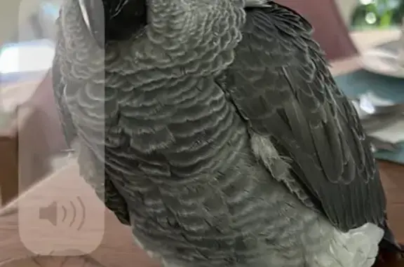 Lost African Grey Parrot in Binjai Park, Singapore