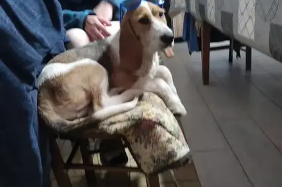 Chien perdu Saint-Sornin-Lavolps, photo : Chien beagle tri colors disparu