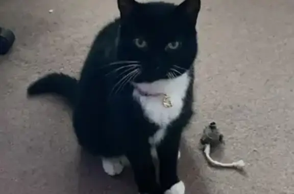 Missing Shy Cat: Lola - Black with White Patches