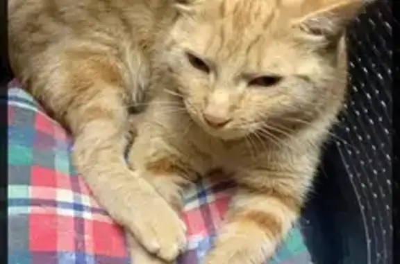 Chat roux trouvé à Tourcoing - Jeune, sociable, en bonne santé - photo
