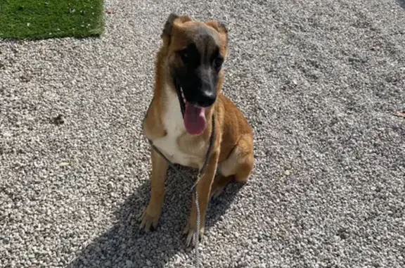 Animaux trouvés Lucinges, photo: Chien trouvé : Jeune chienne malinois
