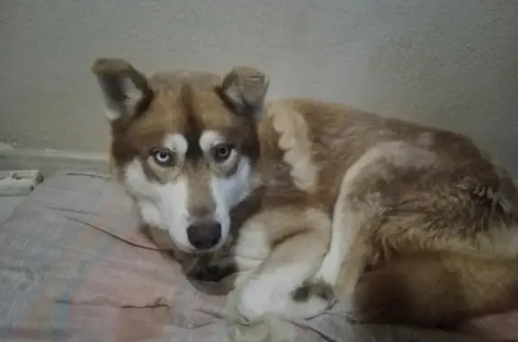 Animaux perdus Théza, photo: Chien husky marron perdu