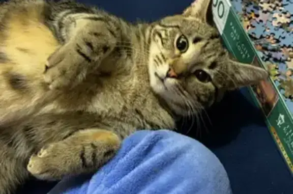 Lost Tabby Cat Dexter: Friendly Female with Cross Markings | Gunns Plains Road, Central Coast