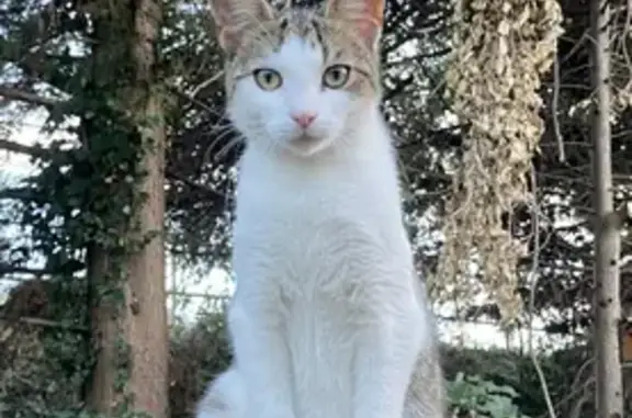 Lost: Female White/Tabby Cat with Shaved Patch