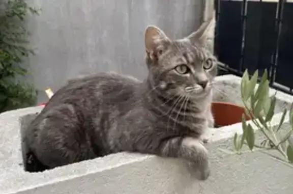 Animaux perdus Mérignac, photo: Chat disparu depuis hier au 75 cours d'Ornano, Mérignac. Aidez-nous à la retrouver !