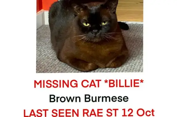 Lost: Dark Brown Male Burmese Cat | No Collar | North Fitzroy